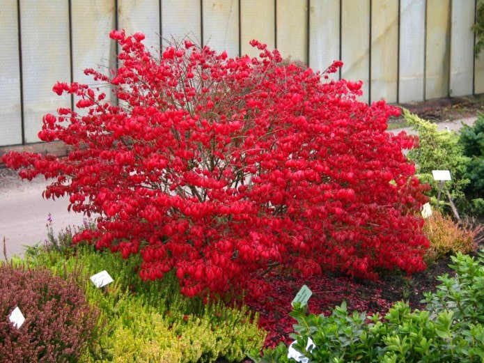 Euonymus alado