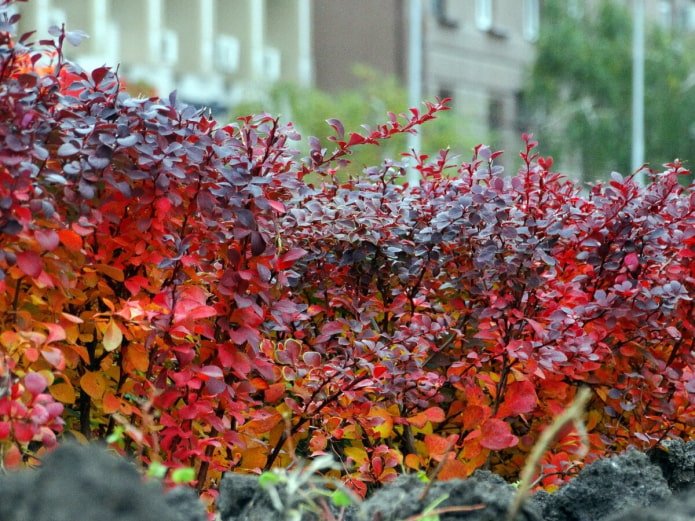 Barberry Thunberg no outono