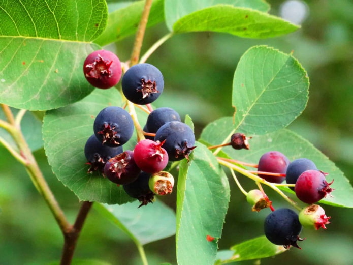 Irgi berries