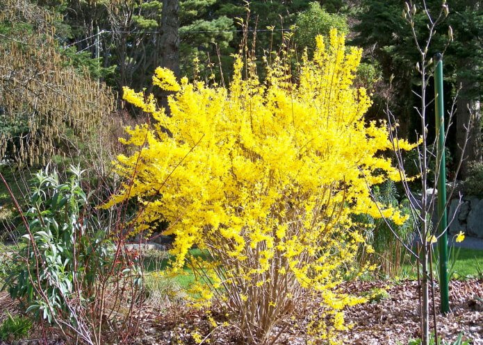 Forsythia na primavera