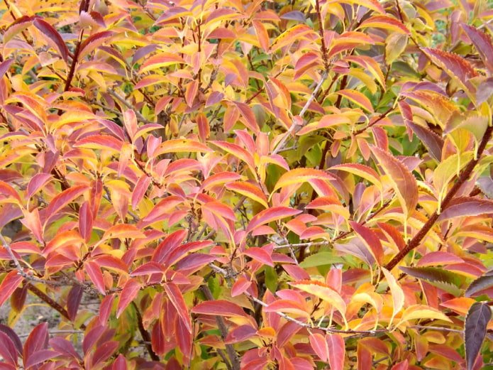 Forsythia no outono