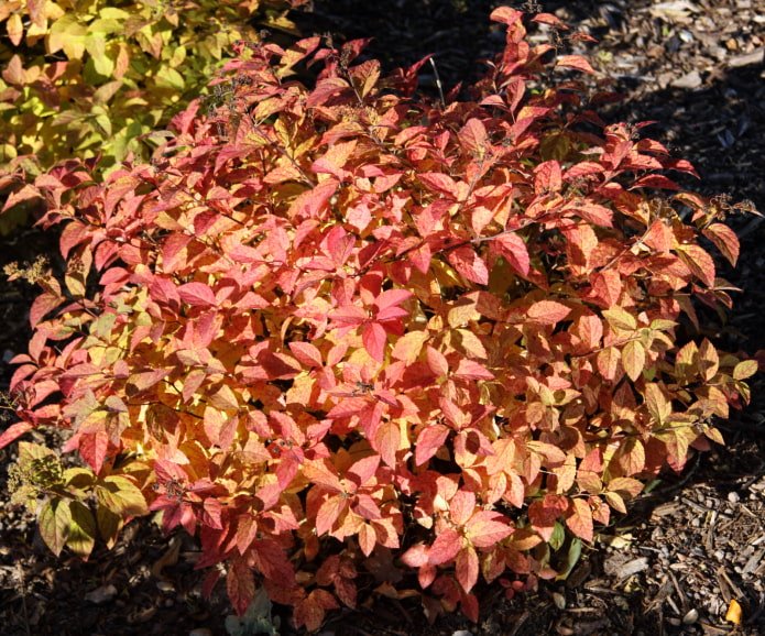 Spirea japonesa