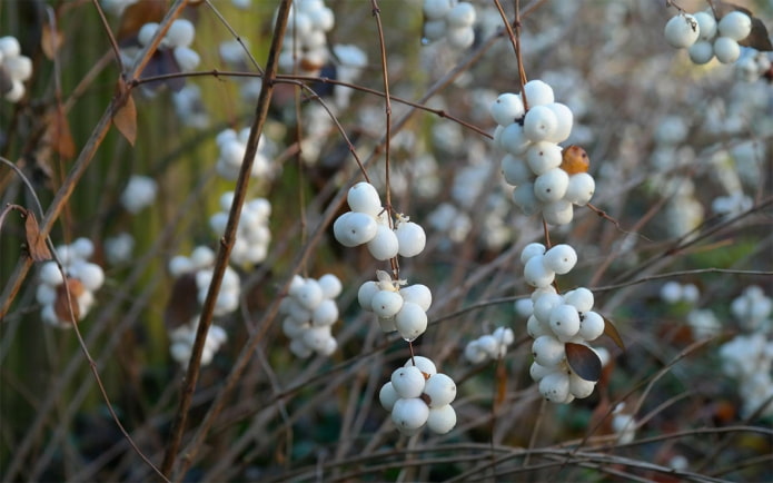 Amora-da-neve