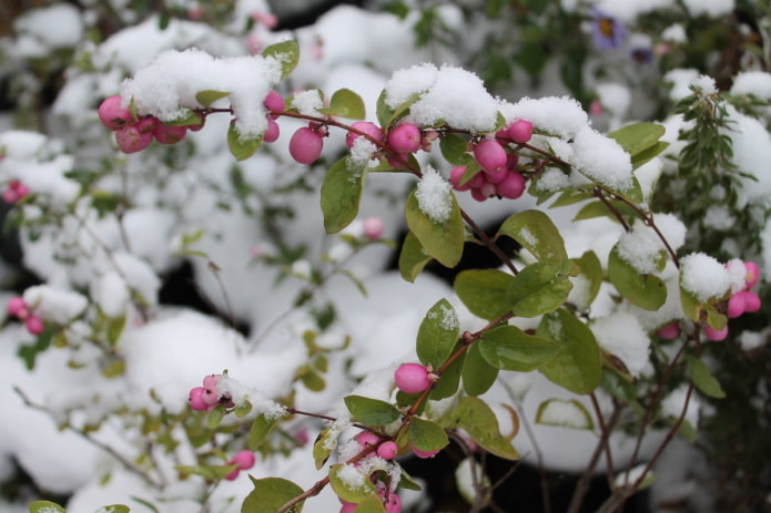 Amora-da-neve rosa
