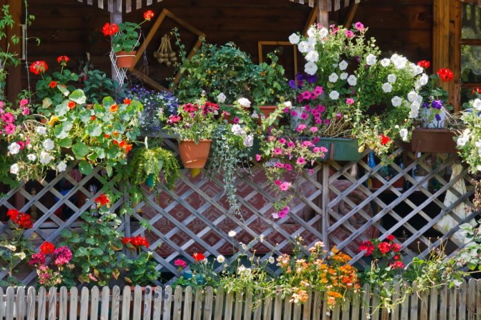 Flores em uma cerca na dacha