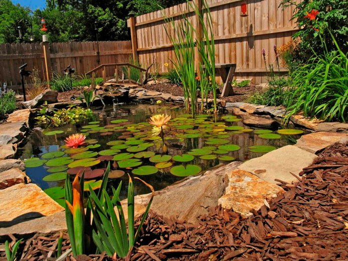 lago com plantas no jardim