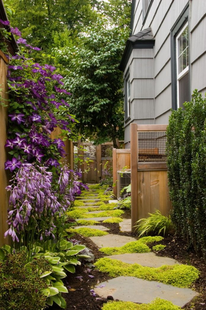 plantas ao longo da casa no terreno