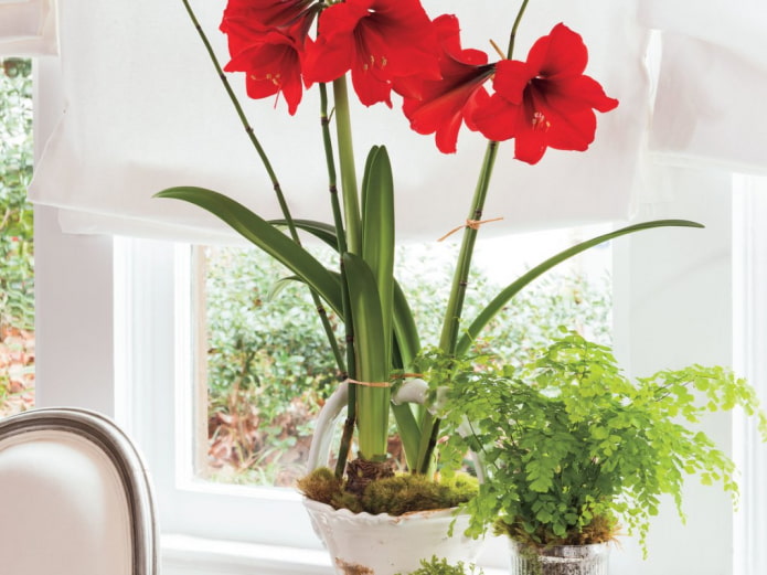 hippeastrum no parapeito da janela