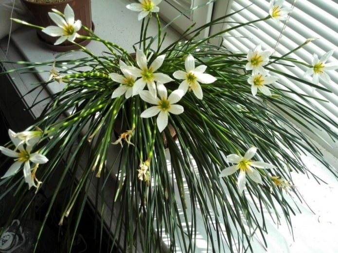 como os zephyranthes florescem
