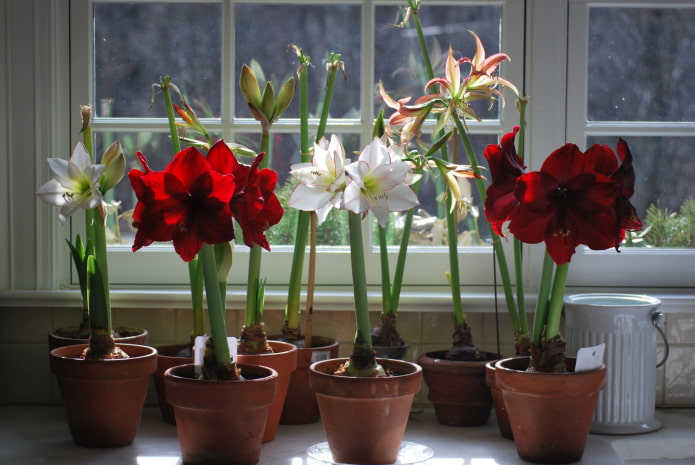 qual é a diferença entre amarílis e hippeastrum