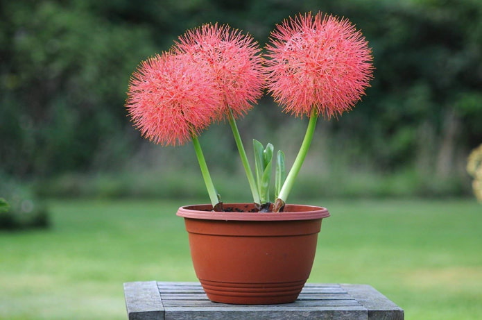 como floresce o haemanthus
