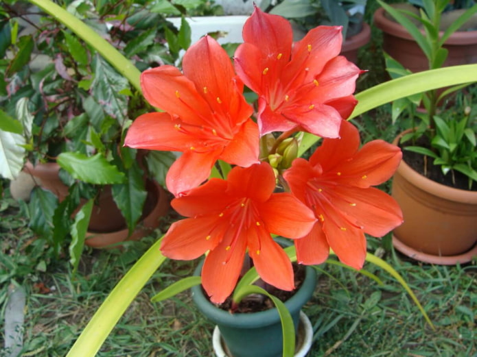 vallota em vaso