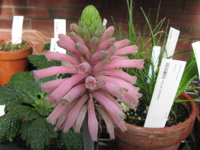 como cultivar veltheimia