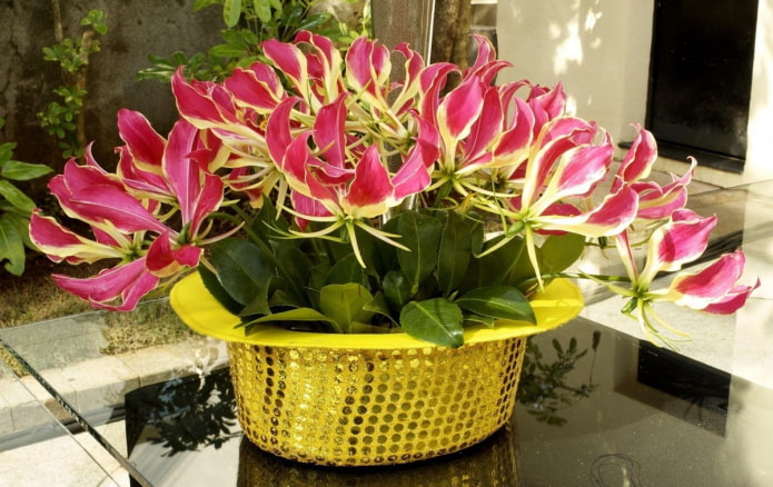 gloriosa florescente