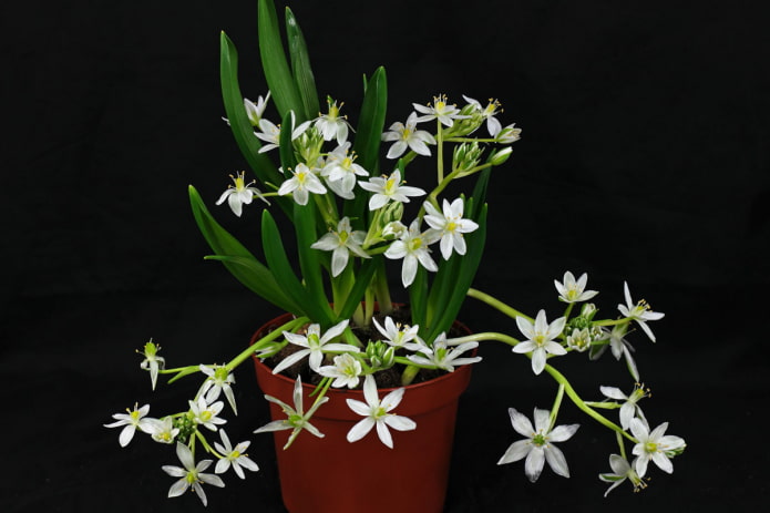 ornithogalum em vaso
