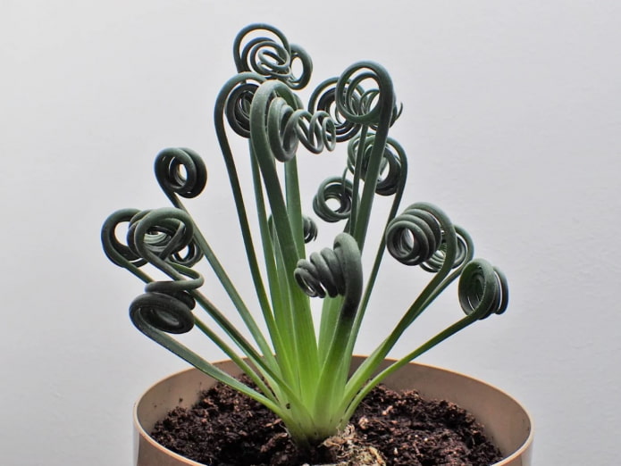 folhas de albuca