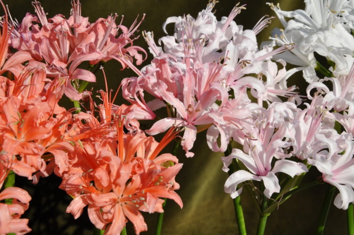 Floração de Nerine