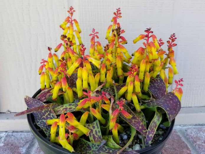 cultivando lachenalia em casa