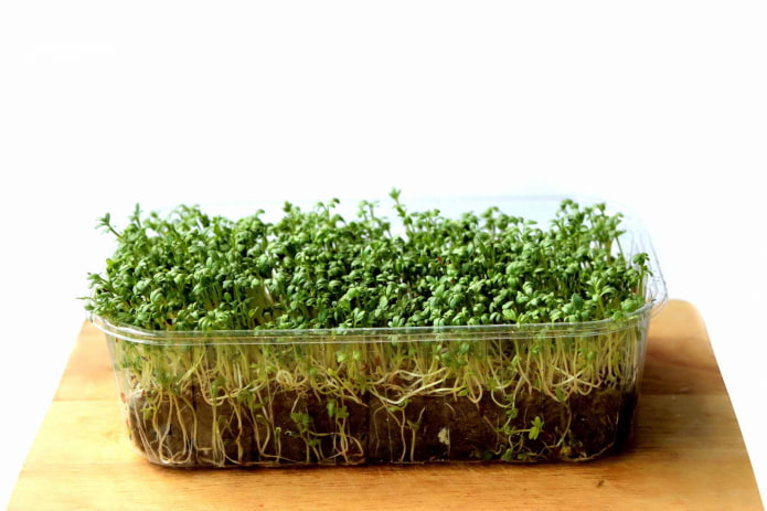 cultivando microverdes no solo