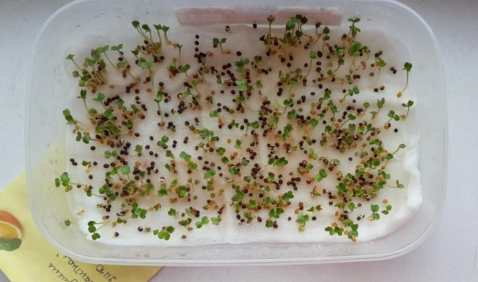 como plantar microverdes em gaze