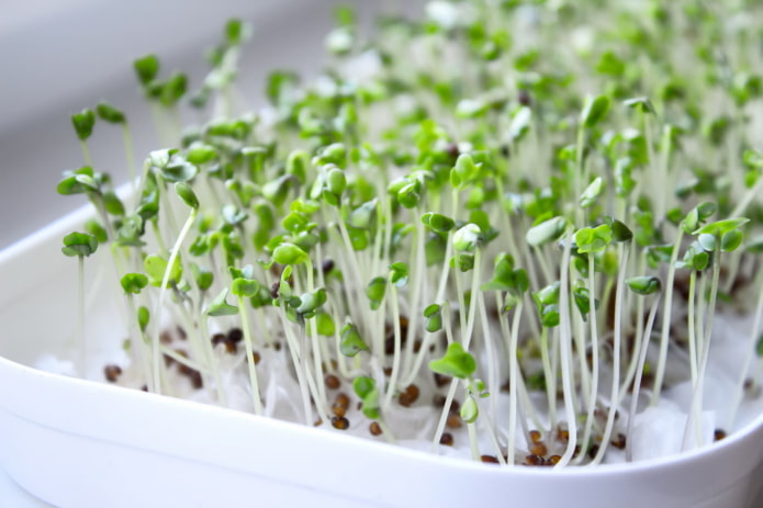 como cultivar microgreens