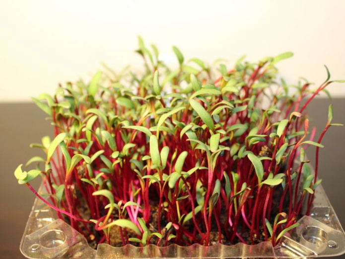 microgreens de beterraba
