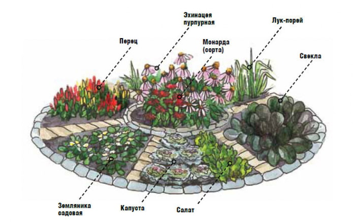 canteiro decorativo com beterrabas