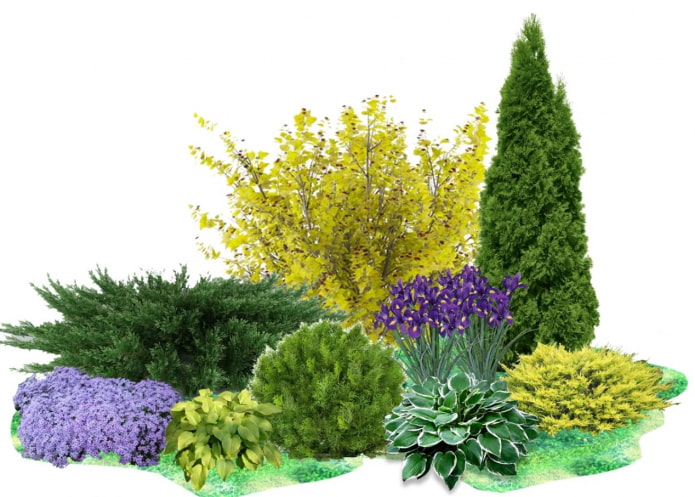 plant composition in the garden