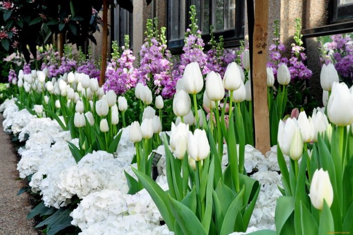 Tulipas brancas