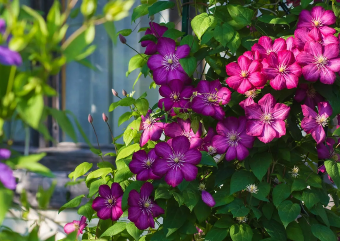Clematis perene
