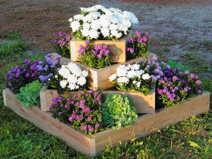 canteiro de flores em um canteiro