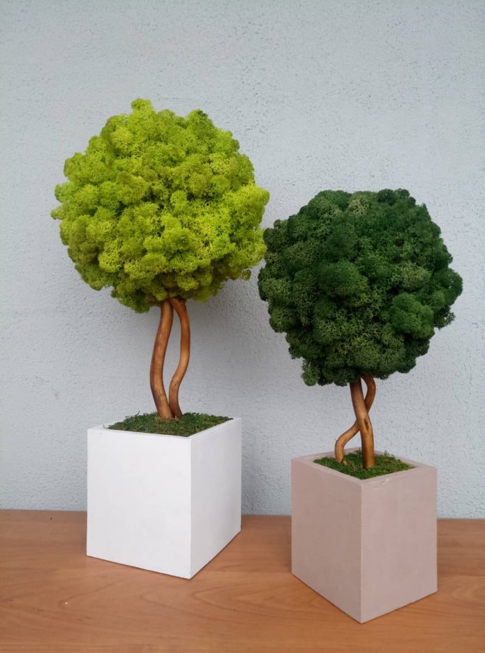 topiaria de musgo