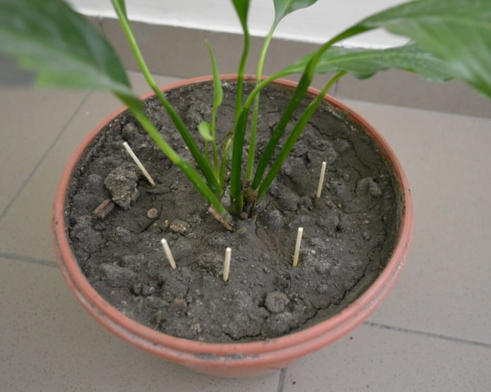 fósforos para mosquitos