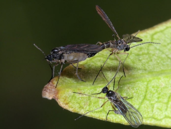 como remover mosquitos pretos de flores