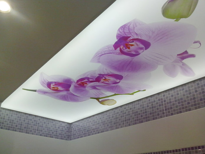 teto com orquídeas
