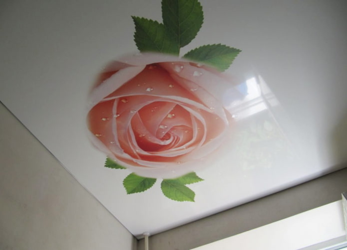 tecido esticado com impressão fotográfica em forma de rosa