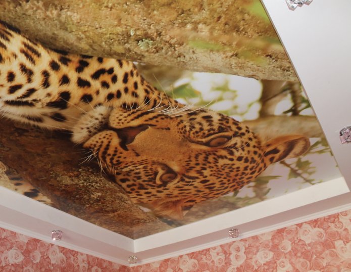 teto esticado com um Imagem de leopardo