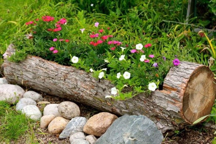 canteiro de flores em um tronco