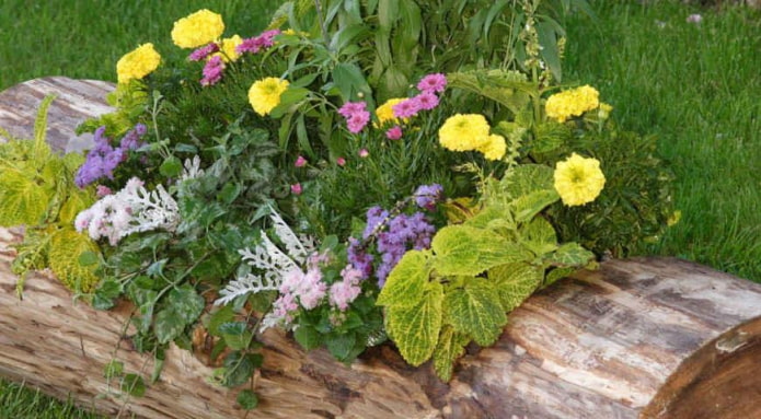 canteiro de flores em um tronco