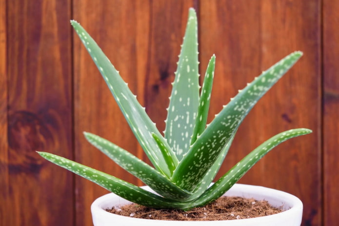 Aloe em vaso branco