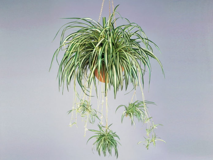 Chlorophytum em um vaso suspenso