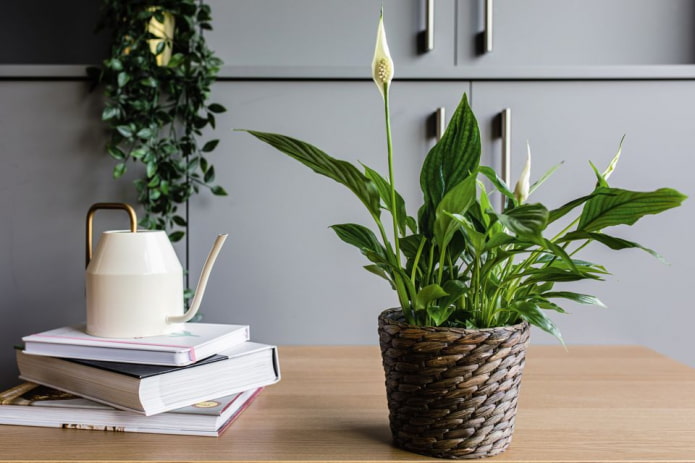 Spathiphyllum em um vaso de vime