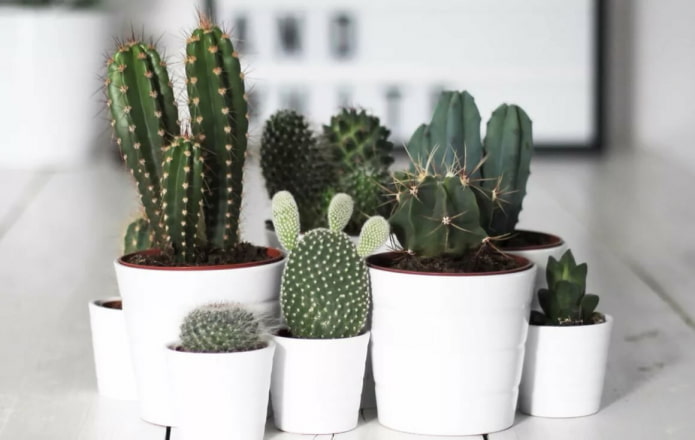 Cactos em vasos brancos