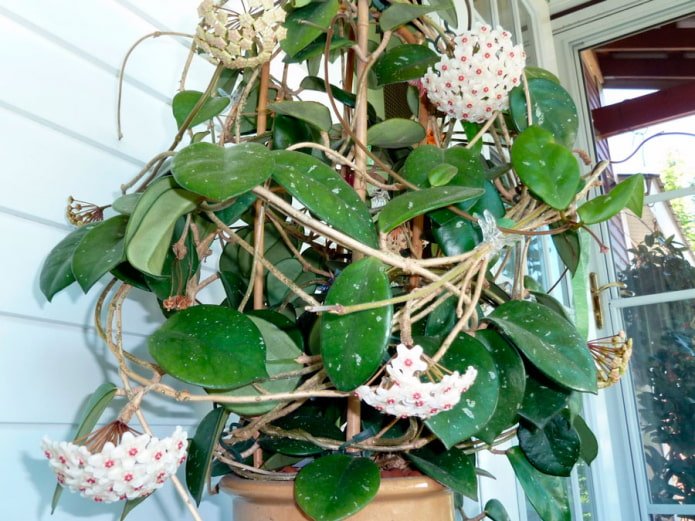 Hoya em um suporte