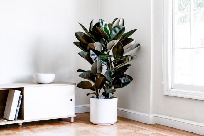 Ficus de folhas de borracha em um vaso de flores branco