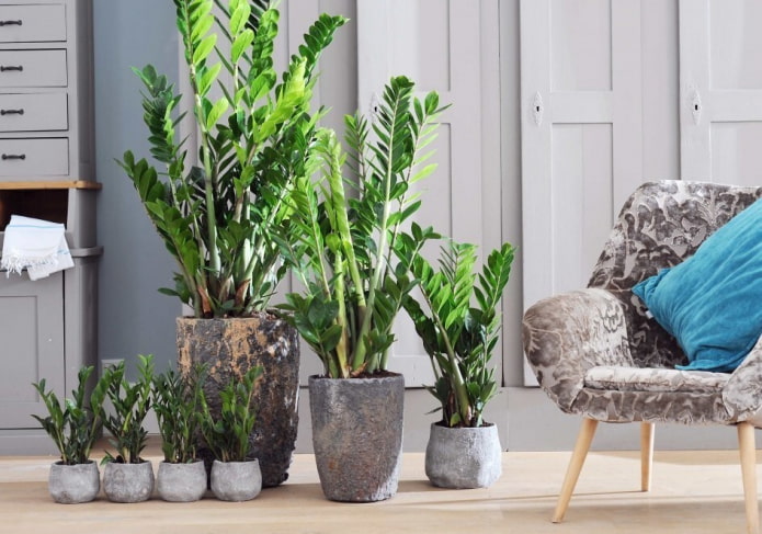 Zamioculcas no interior