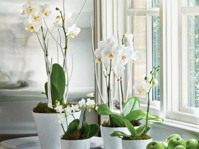 Phalaenopsis branca no interior