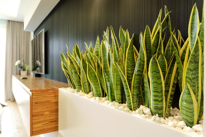 15 das plantas de interior mais fáceis de cuidar