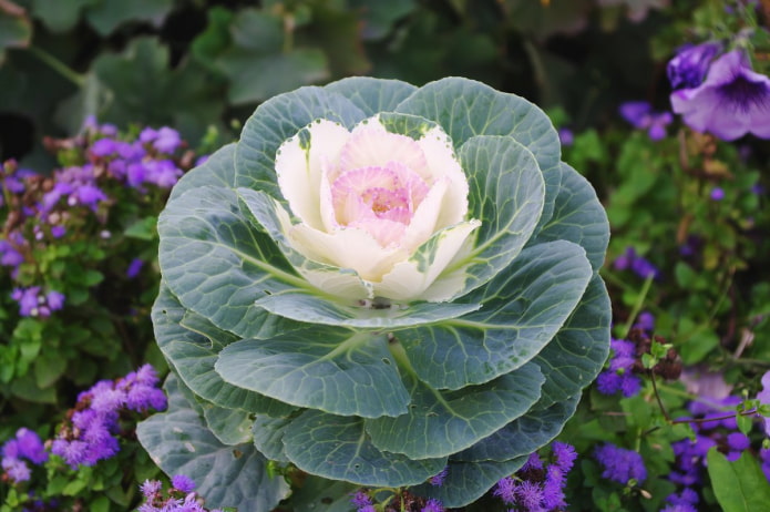 Repolho ornamental