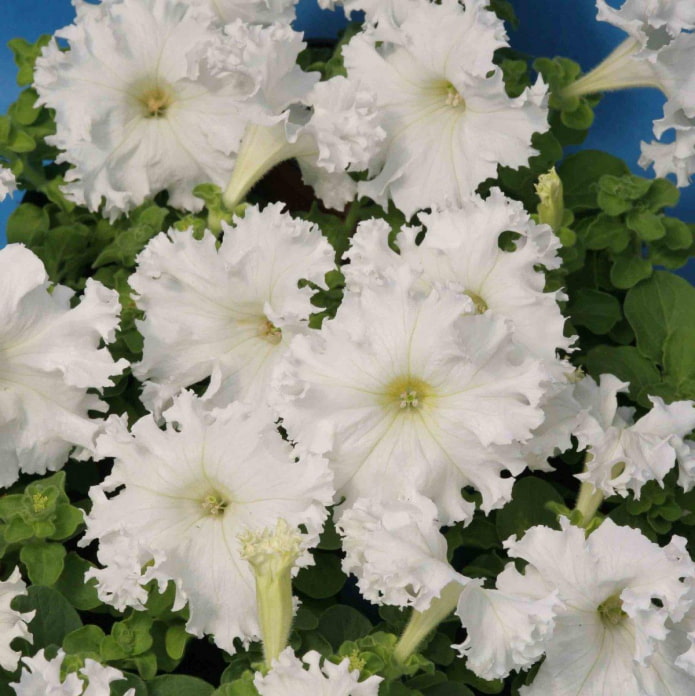 Afrodita petúnia